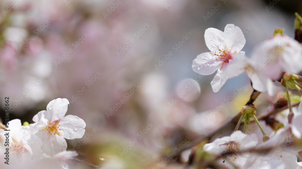 春の満開の桜の花 春の満開の桜の花