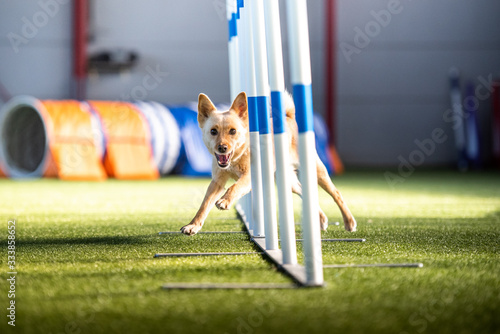 Fotografie Agility Indoor