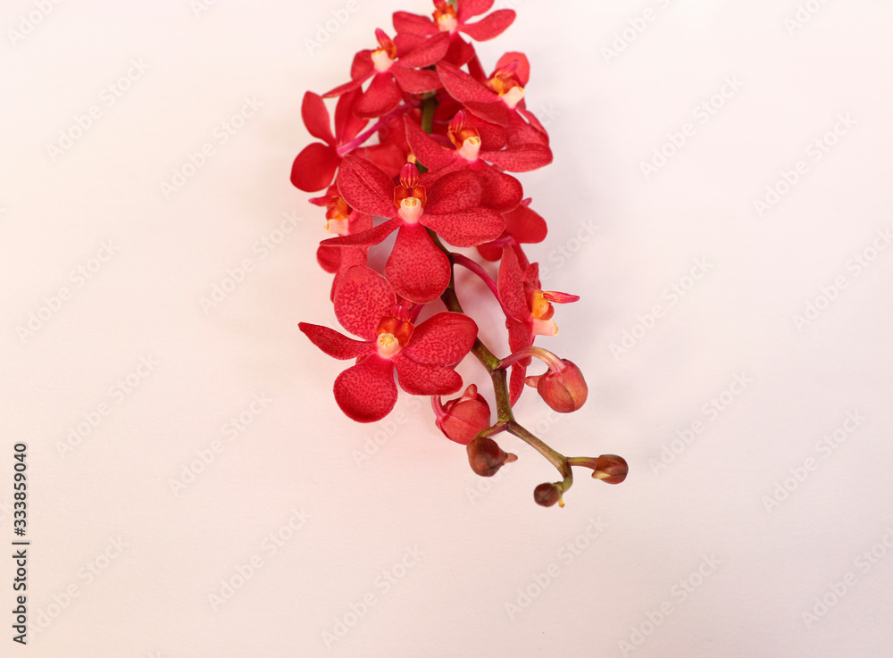 Red orchid bouquet on white background. Red orchid bouquet on white background.