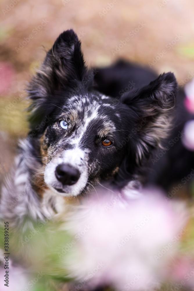 Hund in Apfelblüten