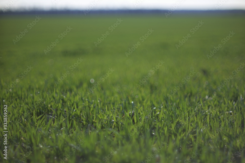  shoots of winter wheat in early spring