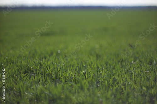  shoots of winter wheat in early spring
