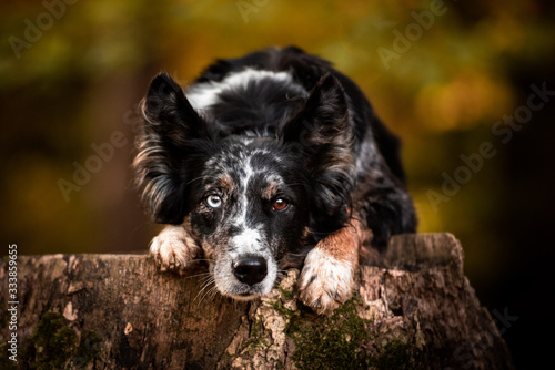 Australian Shepherd im Herbst