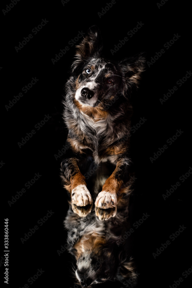 Naklejka premium Hunde gespiegelt vor schwarzem Hintergrund