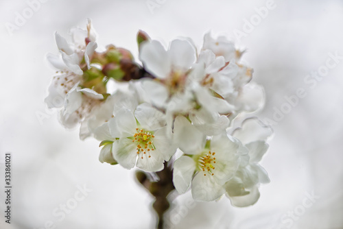 Fototapeta Naklejka Na Ścianę i Meble -  Detail of cherry blossoms