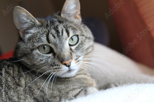 Katze (schwarz-weiss)