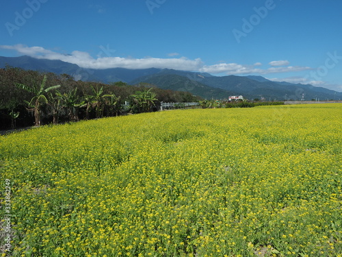 台湾東部・池上の菜の花畑 photo