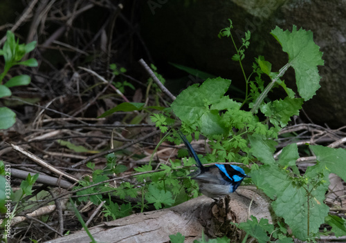 Superb Fairy Wren amongst green foliage