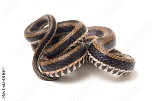 The striped keelback, Xenochrophis vittatus, is a species of snake found mainly in Indonesia isolated on white background photo