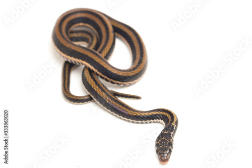 The striped keelback, Xenochrophis vittatus, is a species of snake found mainly in Indonesia isolated on white background photo