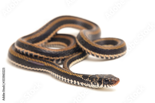 The striped keelback, Xenochrophis vittatus, is a species of snake found mainly in Indonesia isolated on white background photo