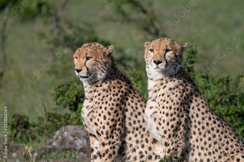 two cheetahs looking for food