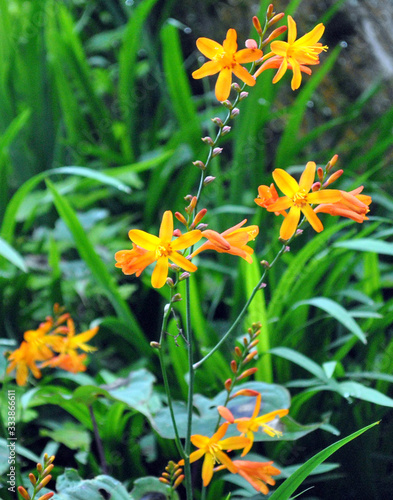 Obraz na płótnie Flower Honeysuckle fully blossomed at Darjeeling, India