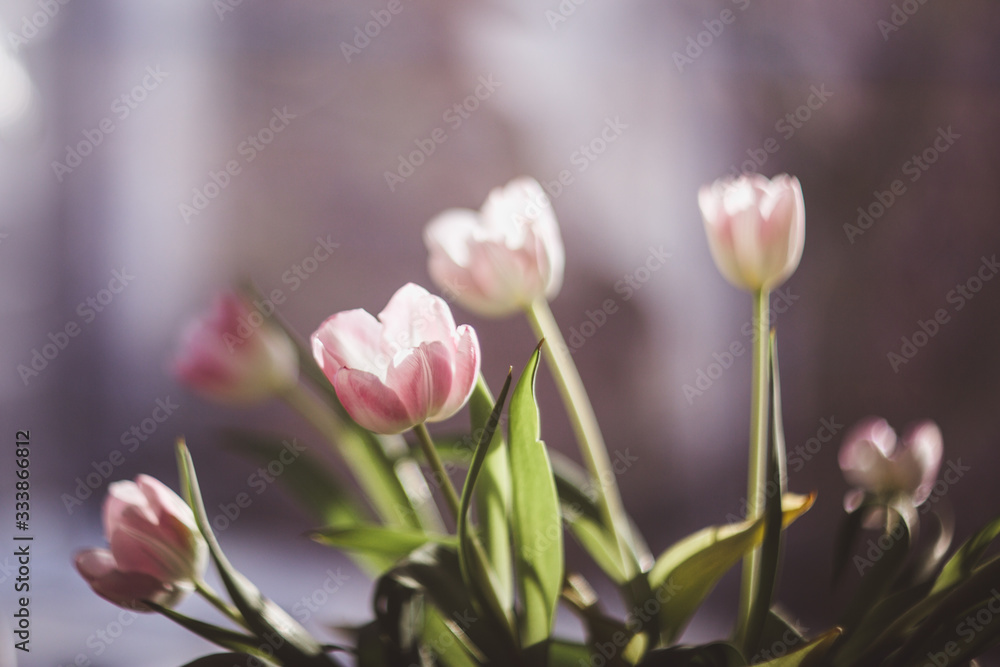 Beautiful pink and purple tulips in light room Beautiful pink and purple tulips in light room