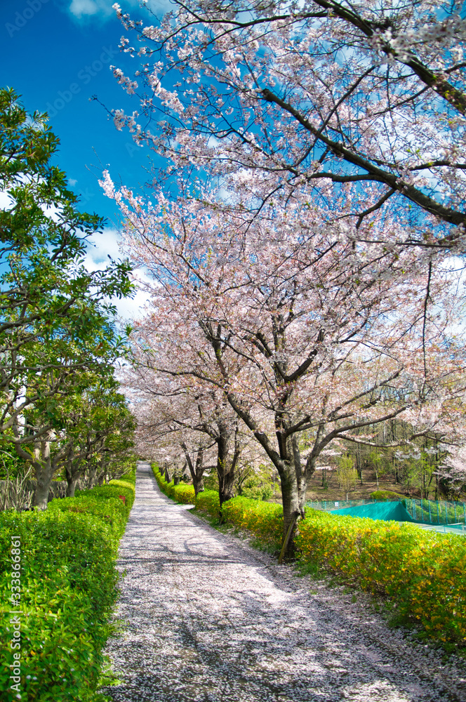 桜, 花, ピンク, 木, 自然, 咲く, 白