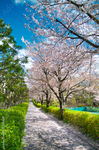 桜, 花, ピンク, 木, 自然, 咲く, 白 © Kazuhiro.Kimura