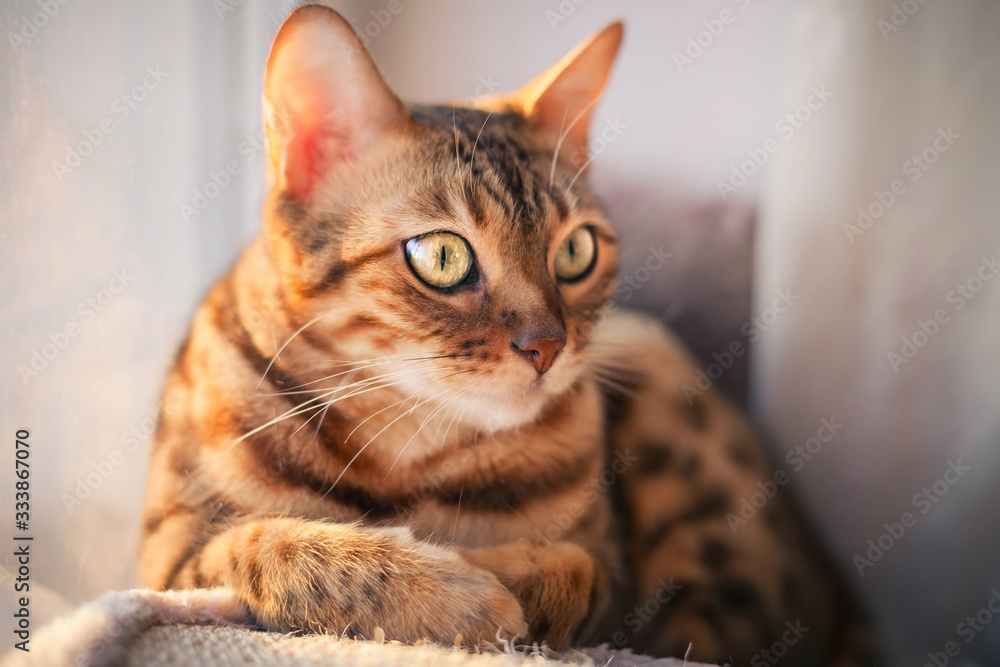 Bengal cat with green eyes is lying and staring at something Bengal cat with green eyes is lying and staring at something