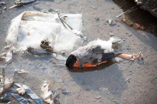 dead bullfinch bird puddle corpse