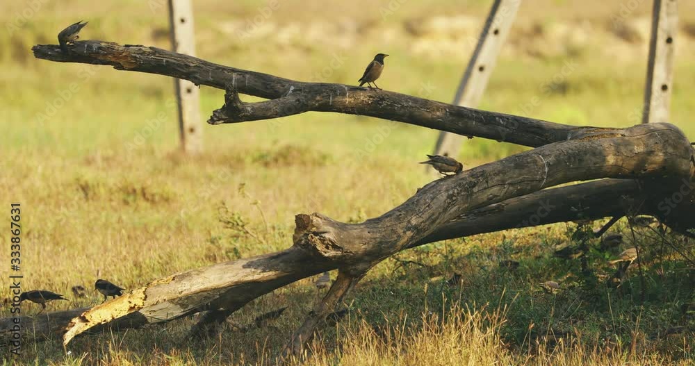 Goa, India. Many Common Myna Birds Sitting On Fallen Trees Trunk. Indian Myna Or Acridotheres Tristis In Natural Habitat Goa, India. Many Common Myna Birds Sitting On Fallen Trees Trunk. Indian Myna Or Acridotheres Tristis In Natural Habitat