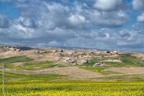 Blooming mustard at Judaean desert