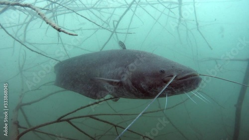 Adventurous take of European catfish in nature habitat. Big fisch on dead wood branch near offshore in green tones in background. photo