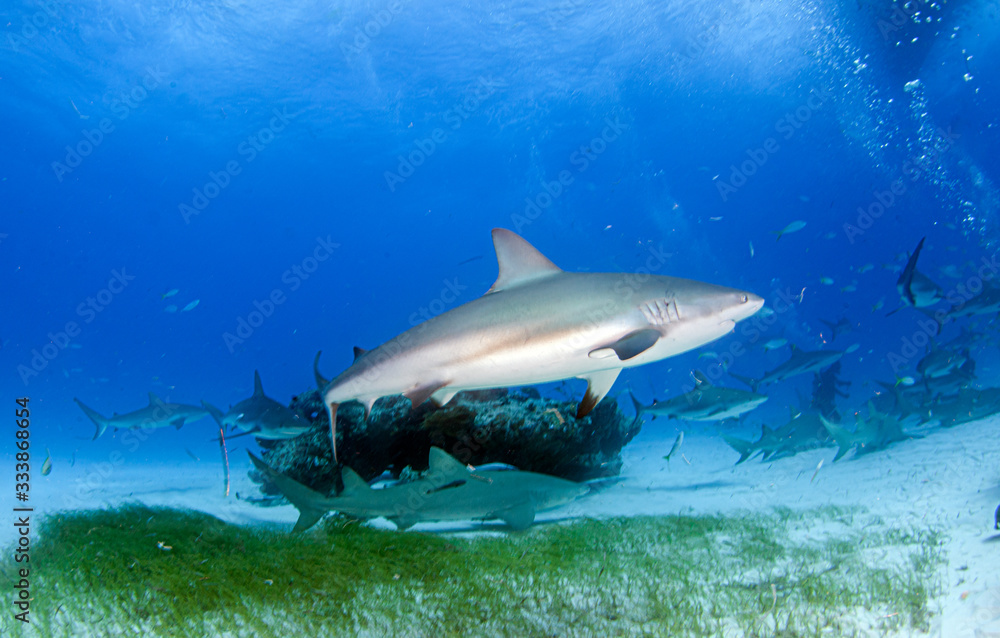 Fototapeta premium Caribbean reef shark at the Bahamas