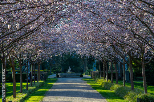 Cherry Blossom in the park