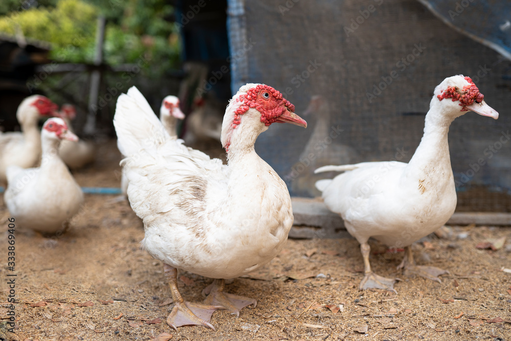 The closeup image of Muscovy duck. duck barbary duck in farm. The closeup image of Muscovy duck. duck barbary duck in farm.