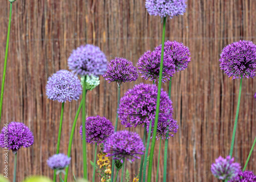 Beautiful Purple and White Allium in their natural Environment in the perennial cottage garden