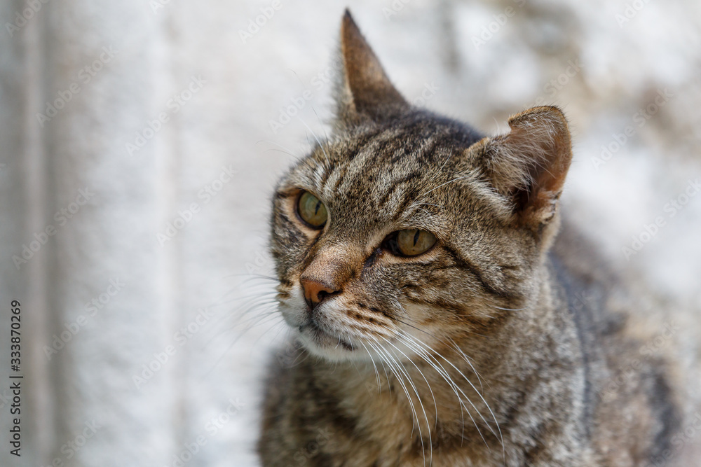 Nice cat found on the streets of Labin town, Istria, Croatia Nice cat found on the streets of Labin town, Istria, Croatia