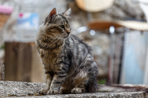 Fototapeta Naklejka Na Ścianę i Meble -  Nice cat found on the streets of Labin town, Istria, Croatia