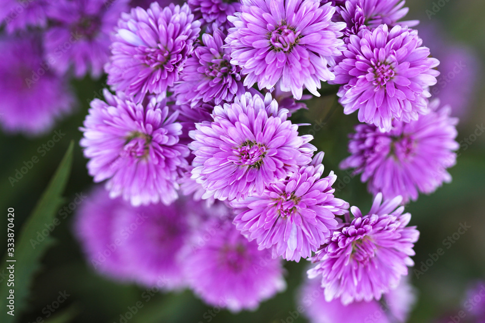 Purple aster flowers blooming in garden top view summer scenic background Purple aster flowers blooming in garden top view summer scenic background