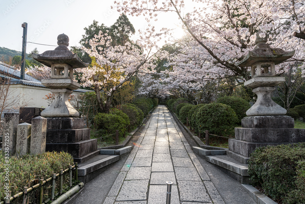 日本 京都 三年坂の桜と春景色