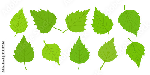 Birch leaves on a white background, spring background, vector illustration