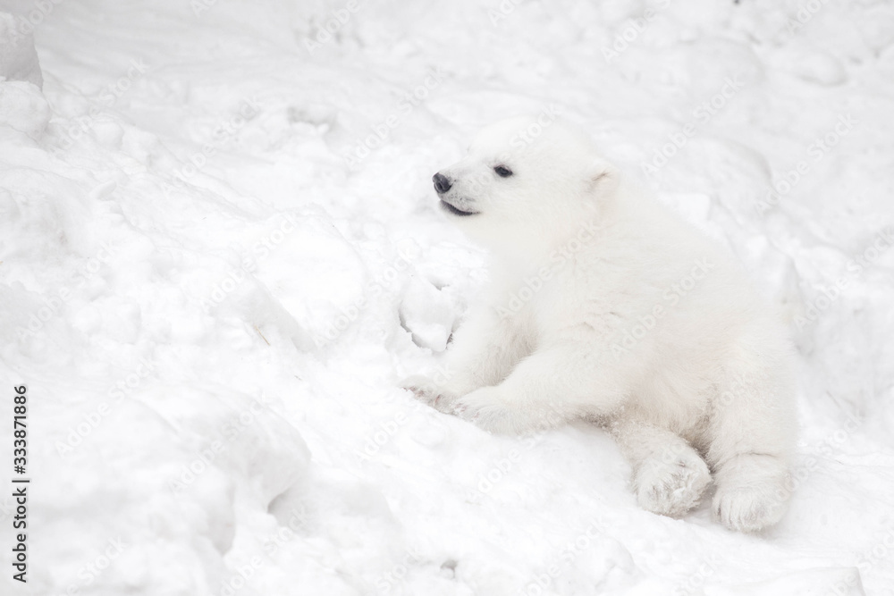 Little polar bear cub in snow
