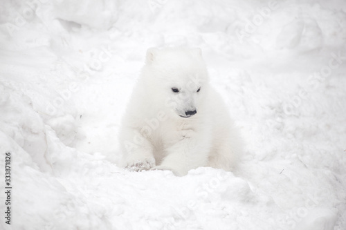 Little polar bear cub in snow © Ekaterina Shvaygert