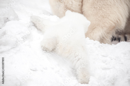 Little polar bear cub ir laying near the big bear