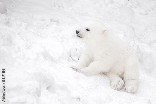 Little polar bear cub in snow © Ekaterina Shvaygert