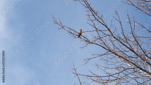 branches of a tree