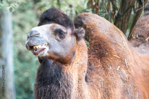 Bactrian camel (in german Trampeltier, Zweihöckriges Baktrisches Kamel) Camelus ferus photo