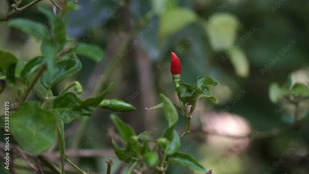 Red little hot pepper grows on a bush. Hot chili peppers on a tree