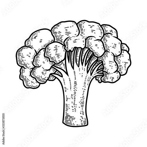Illustration of cauliflower in engraving style. Design element for poster, menu, store decoration, flyer, banner. Vector illustration