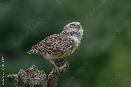 Cute Burrowing owl (Athene cunicularia) sitting on a branch. Blurry green background. Noord Brabant in the Netherlands. Copy space.