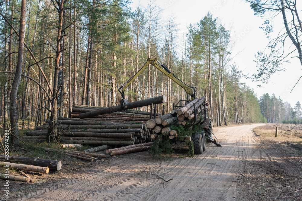 The loader manipulator unloads sawn logs in the forest