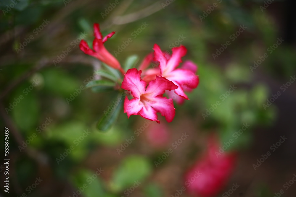 red flower in the garden