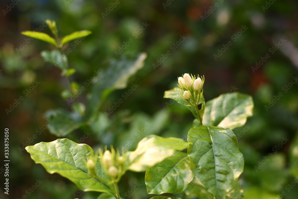 jasmine flower