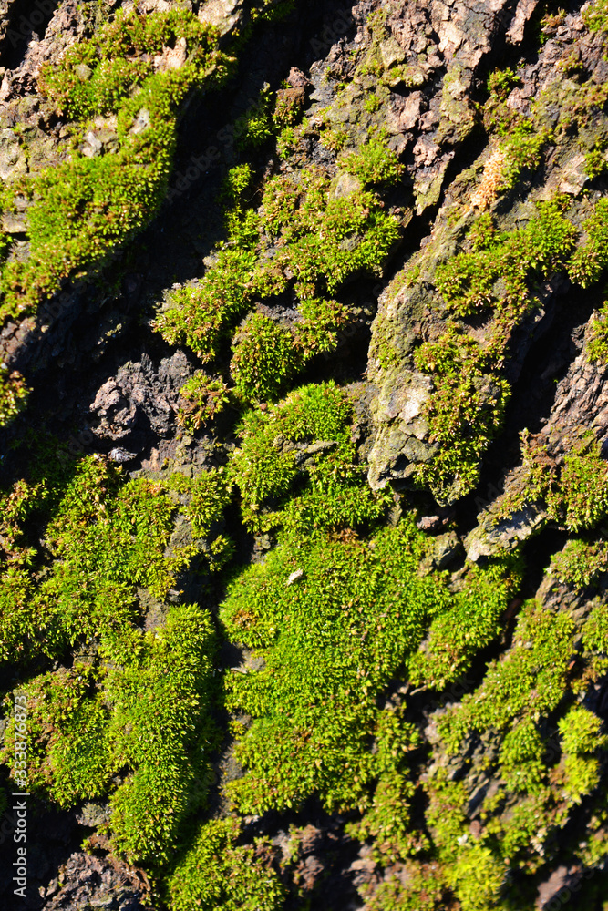 An ancient, old apricot tree bark with fluffy green moss lit by the rays of the spring sun.
