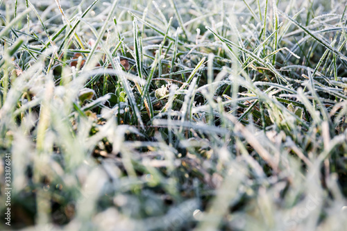 Morning dew froze on a green grass lawn and turned it into a white blanket © Hanna