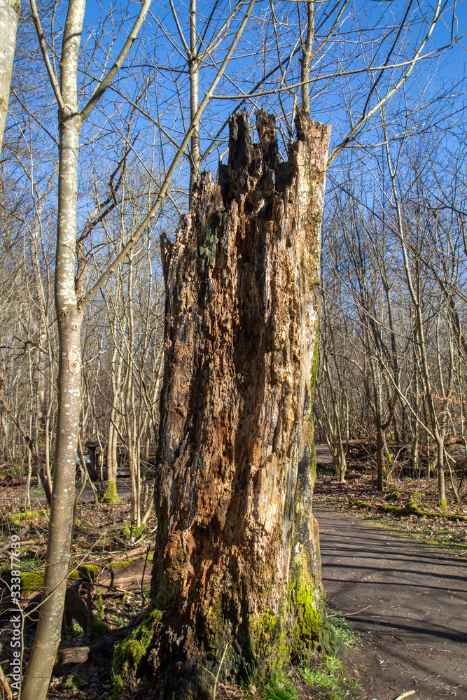 Fototapeta premium Stump in Dalby Söderskog, Europe´s smallest national park, with noble deciduous forest and many other plants, located at Dalby in Southern Skåne, Sweden.