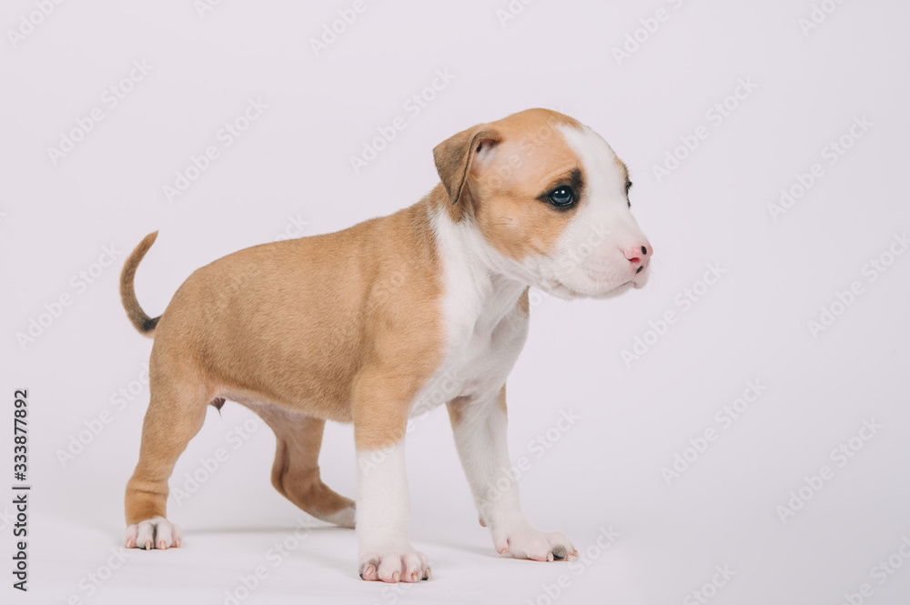 Pit bull terrier small puppy studio